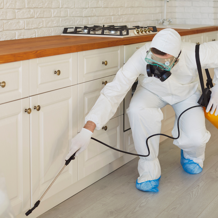 Pest Control Services Guide: Finding Fast and Reliable Exterminator Solutions